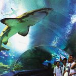 Aquaria KLCC